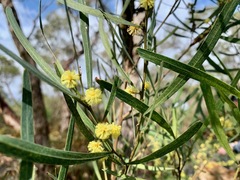 Acacia stricta