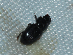 Aphodiinae