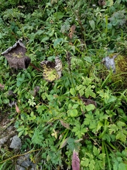 Dactylorhiza maculata