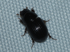 Aphodiinae