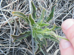 Osteospermum scariosum