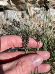 Carex heteroneura
