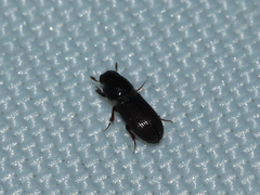 Aphodiinae