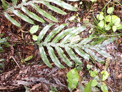 Blechnum colensoi