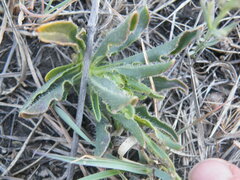 Osteospermum scariosum