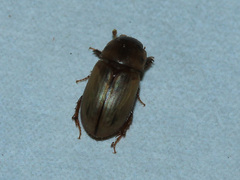 Aphodiinae