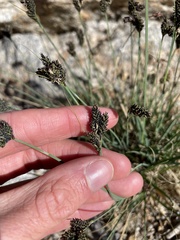 Carex heteroneura