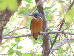 Alcedo atthis