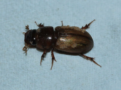 Aphodiinae