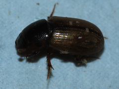 Aphodiinae