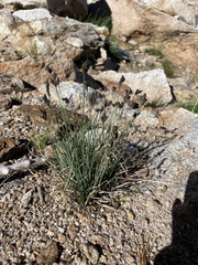 Carex heteroneura