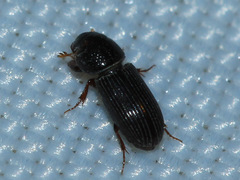 Aphodiinae