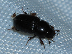 Aphodiinae