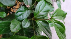 Viburnum suspensum