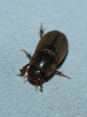 Aphodiinae