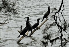 Phalacrocorax sulcirostris