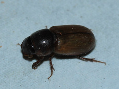 Aphodiinae