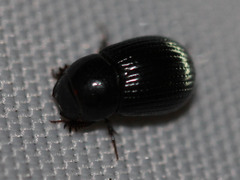 Aphodiinae