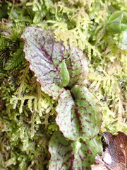 Corybas oblongus