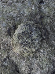 Dolabella auricularia