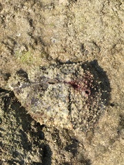 Dolabella auricularia