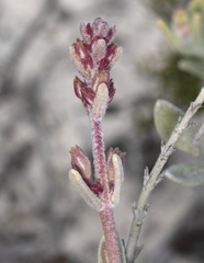 Dasymalla terminalis