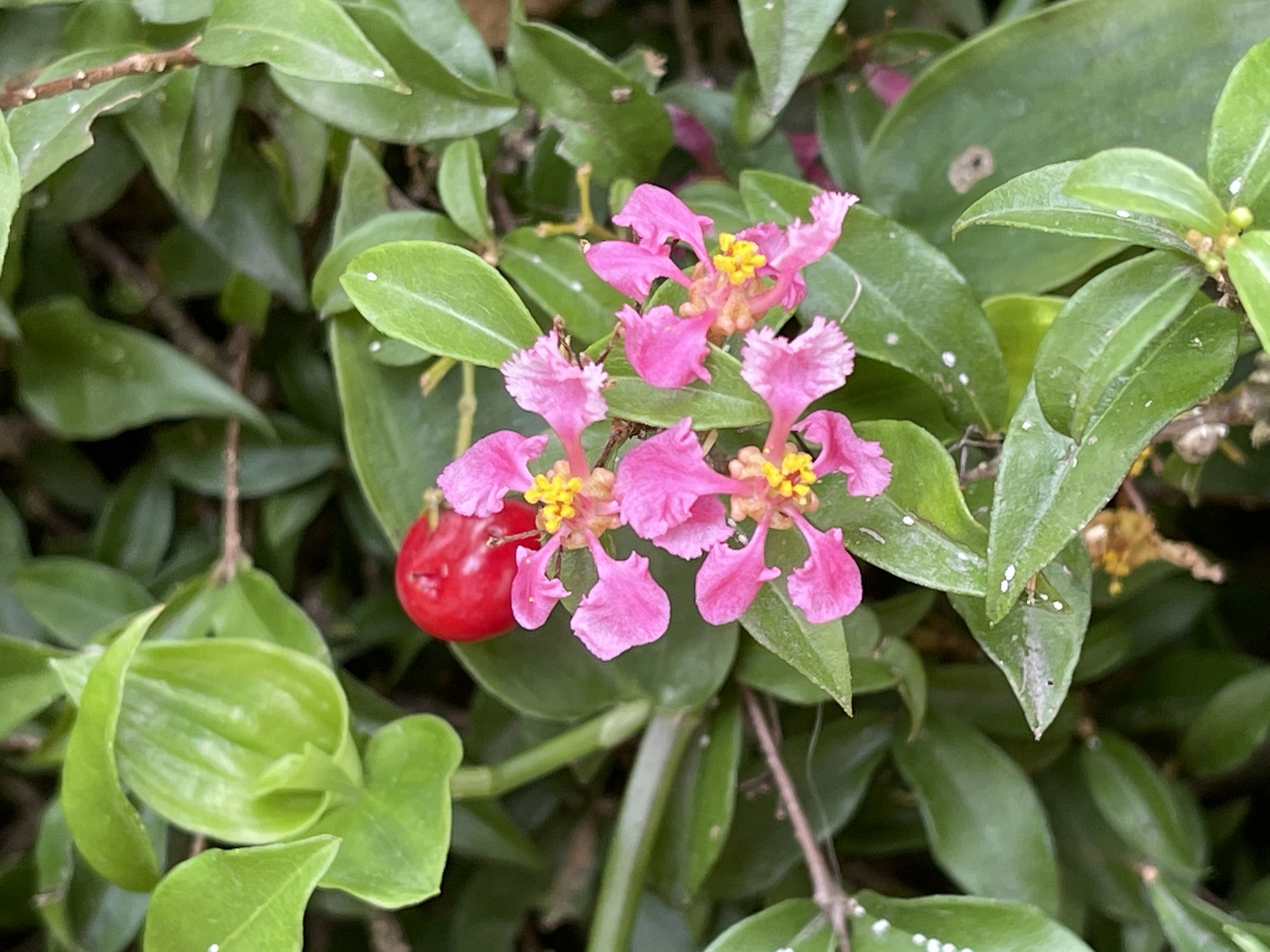 Acerola (Malpighia emarginata) · iNaturalist