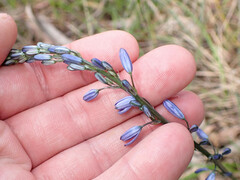 Caesia calliantha