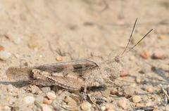 Spharagemon cristatum