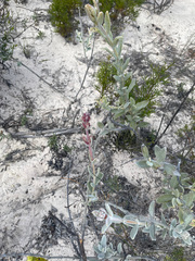 Dasymalla terminalis