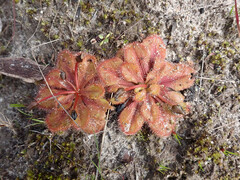 Drosera whittakeri
