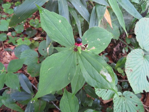 Paris tetraphylla, photograph 5