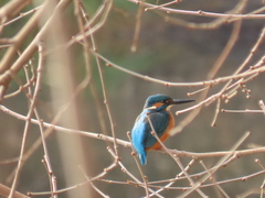Alcedo atthis