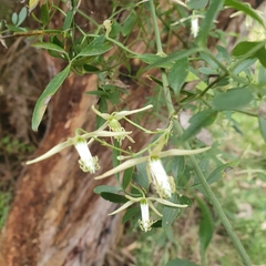 Clematis decipiens