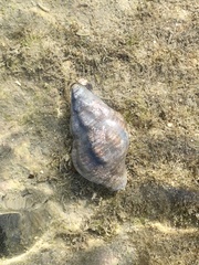 Neogastropoda