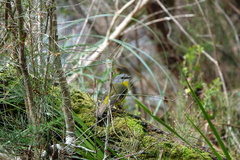 Eopsaltria australis