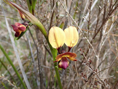 Diuris orientis