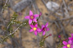 Calytrix brevifolia