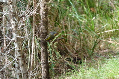 Eopsaltria australis