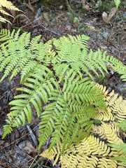 Pteridium