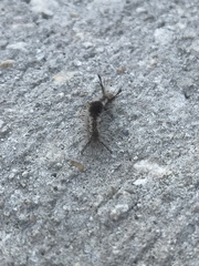 Dasychira meridionalis