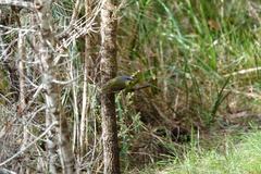 Eopsaltria australis