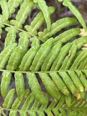 Pteridium