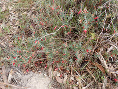 Stenanthera conostephioides