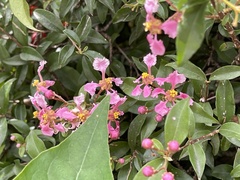Malpighia emarginata