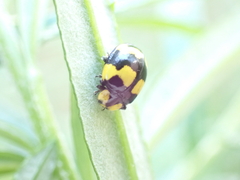 Illeis galbula