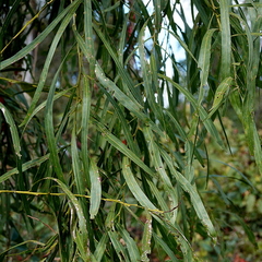 Acacia mabellae