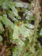 Symphyogyna hymenophyllum