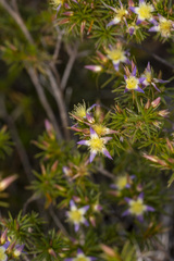 Calytrix depressa