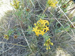 Lasiosiphon capitatus